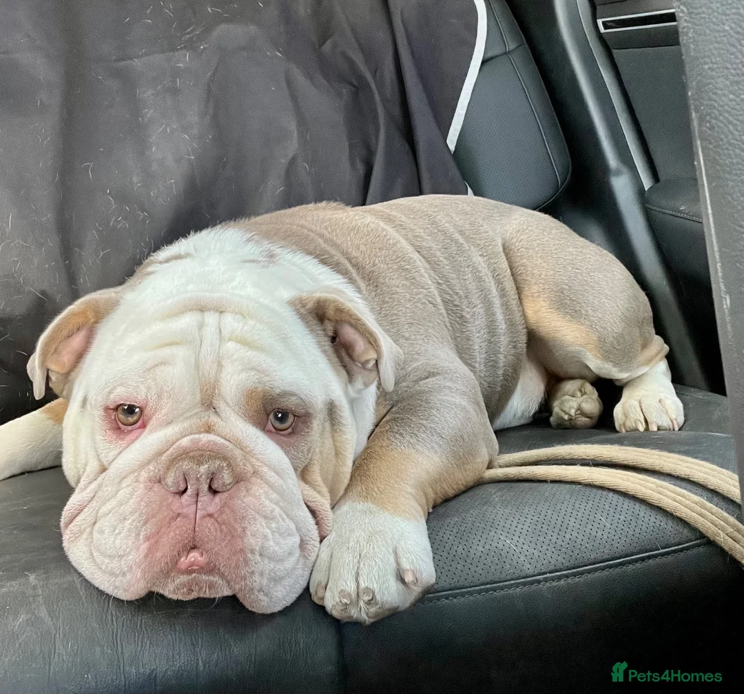 English Bulldog dogs for sale: English Bulldog for rehoming - Advert 1