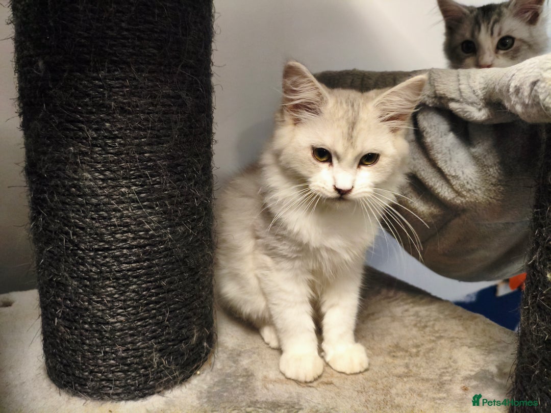 Mixed Breed cats for sale: Beautiful Maine Coon x Ragdoll Kittens Ready  - Advert 5