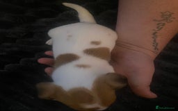 Jack Russell dogs for sale: Jack Russel’s puppies - Image 13