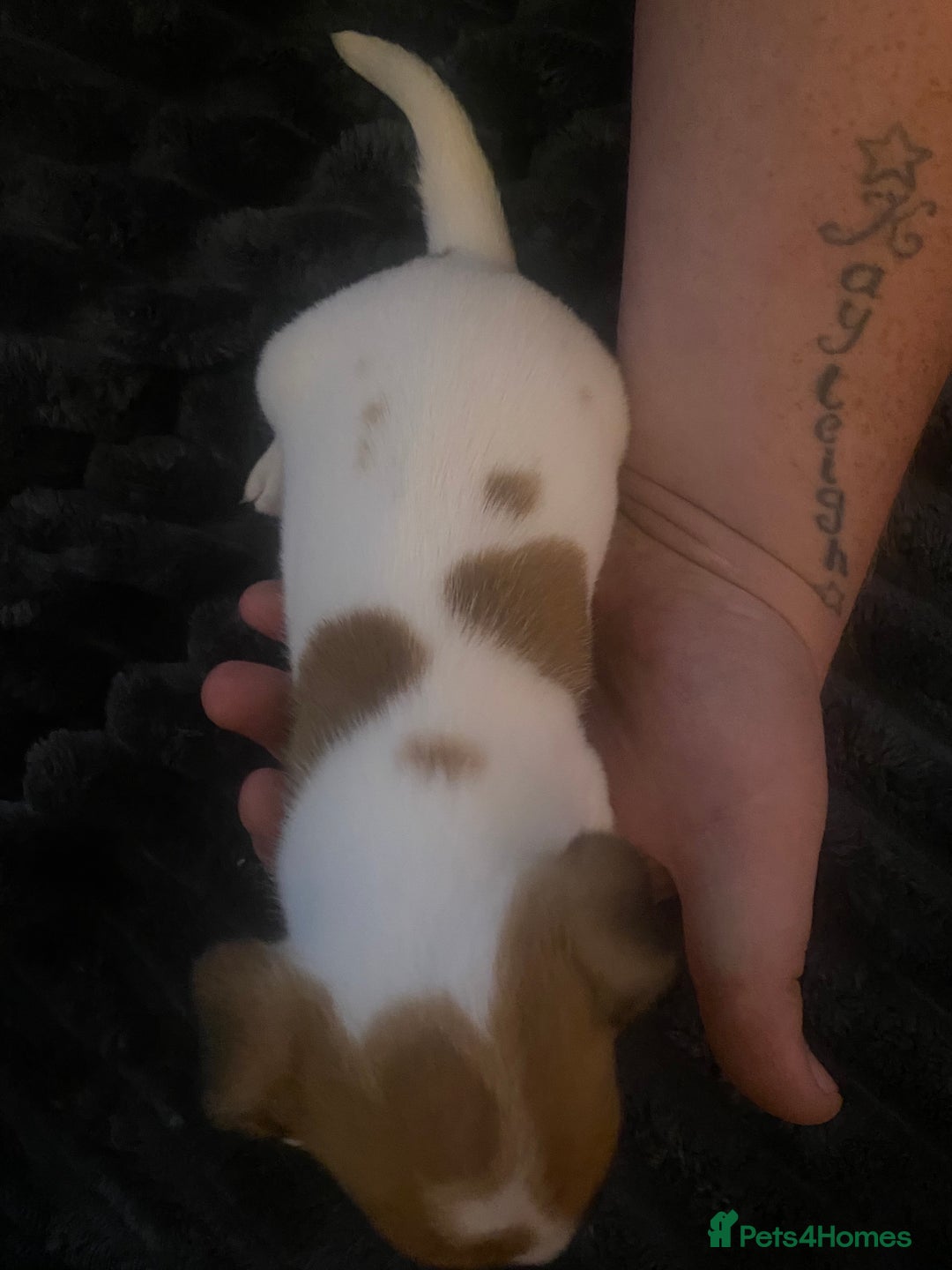 Jack Russell dogs for sale: Jack Russel’s puppies - Image 13
