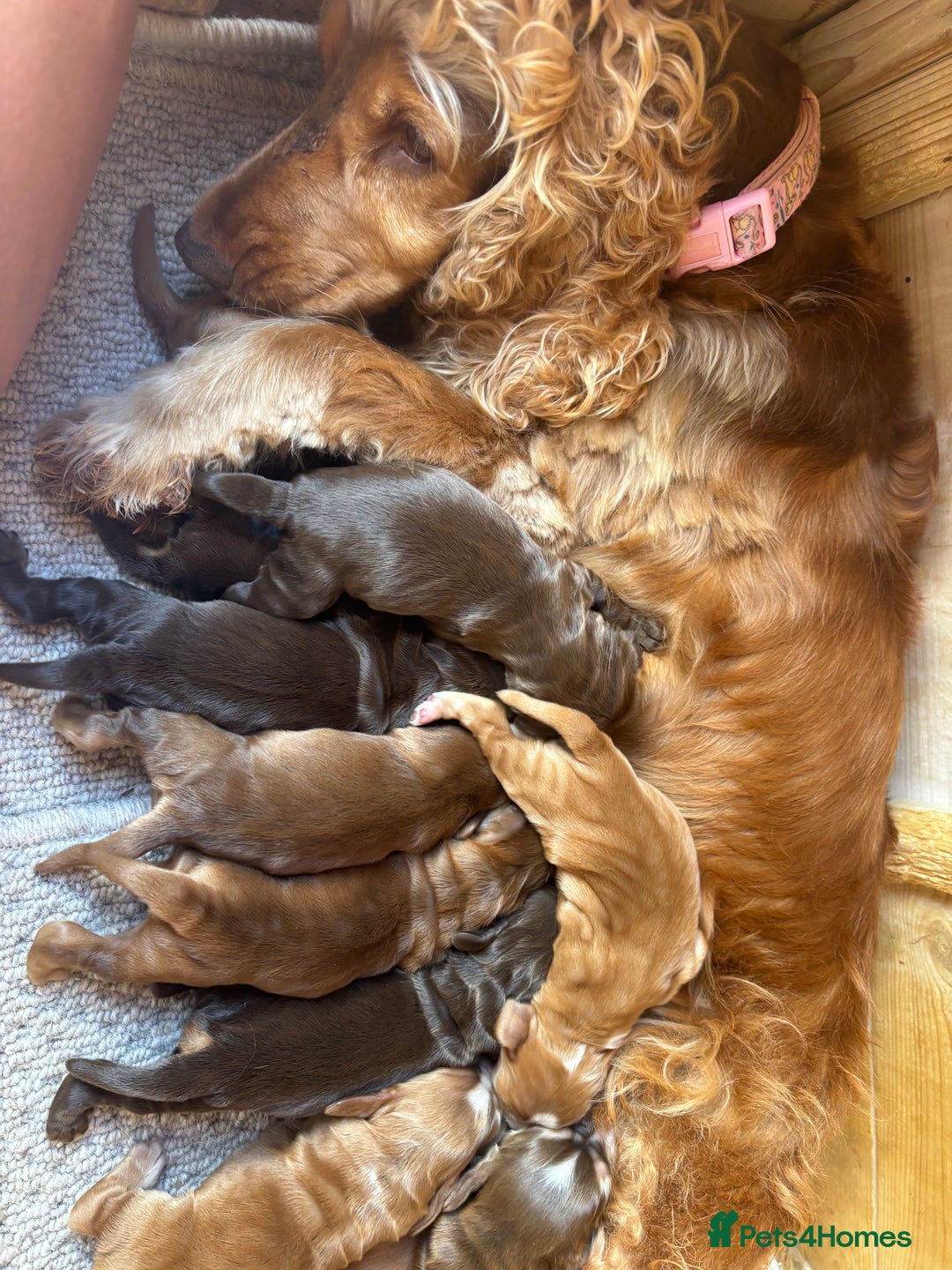 Cocker Spaniel dogs for sale: Show cocker spanials - Image 4