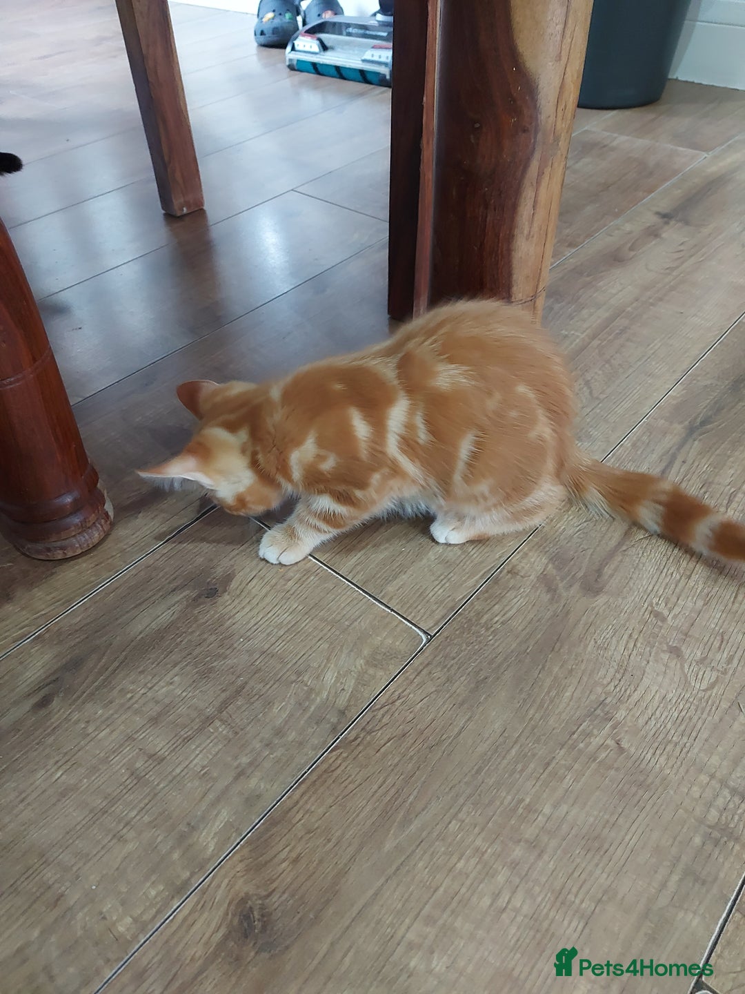 Bengal cats for sale: Bengal cross female rare ginger  - Image 8