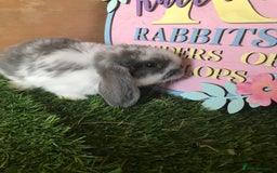 Mini Lop rabbits for sale: Mini lop baby rabbits - Image 4