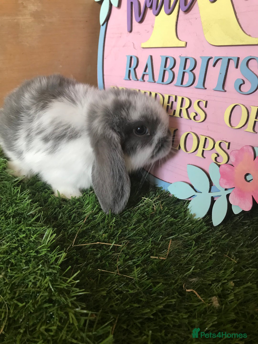 Mini Lop rabbits for sale: Mini lop baby rabbits - Image 4
