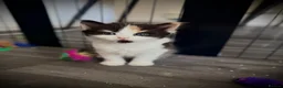 Mixed Breed cats for sale: Two female calico x ragdoll x persian kittens - Advert 12