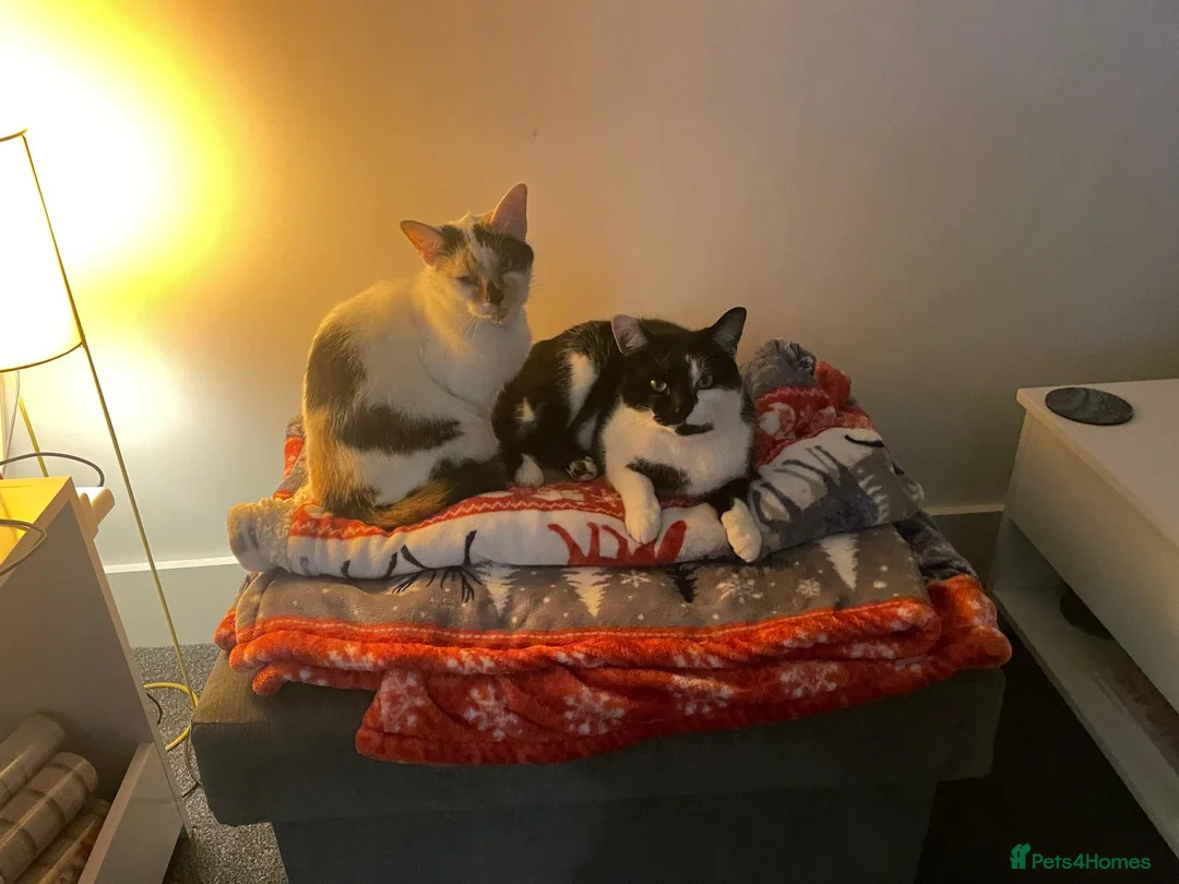 Mixed Breed cats for sale: Rehome  in Horsham - Advert 3