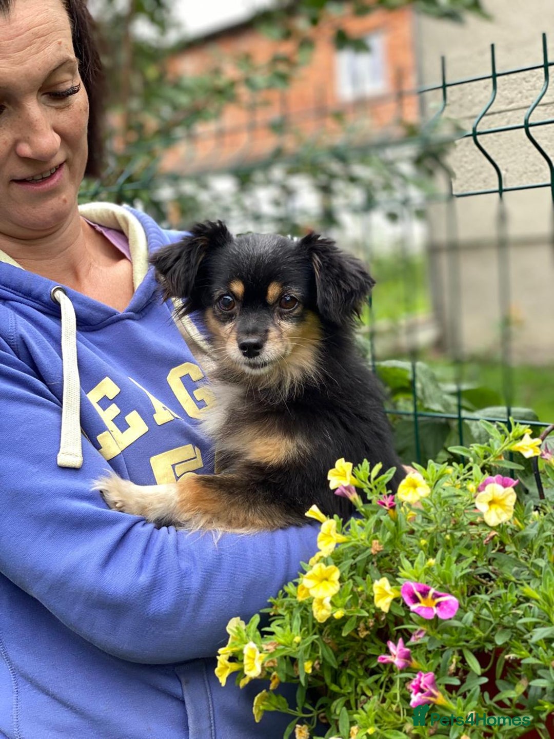 Mixed Breed dogs for adoption: 💖🐶 ELLA 🐶💖 - Image 4