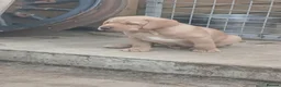 Labrador Retriever dogs for sale: Male labrador in Melton Mowbray - Advert 3