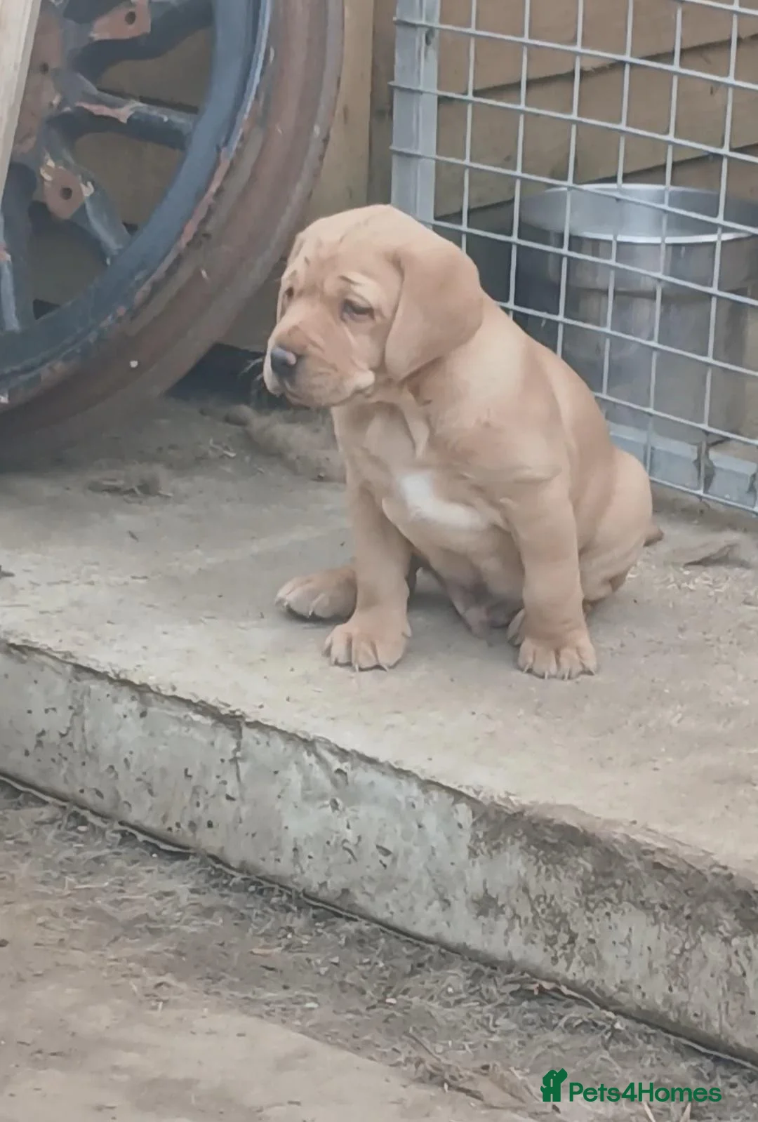 Labrador Retriever dogs for sale: Male labrador in Melton Mowbray - Advert 3