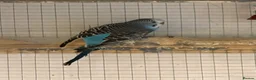 Budgerigars birds for sale: Young female budgies for sale  - Advert 5