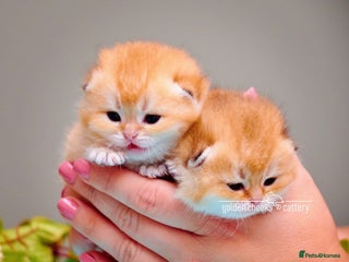 Scottish Fold cats Show Quality Scottish Kittens - Advert 11