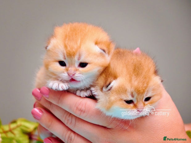 Scottish Fold cats Show Quality Scottish Kittens - Advert 6