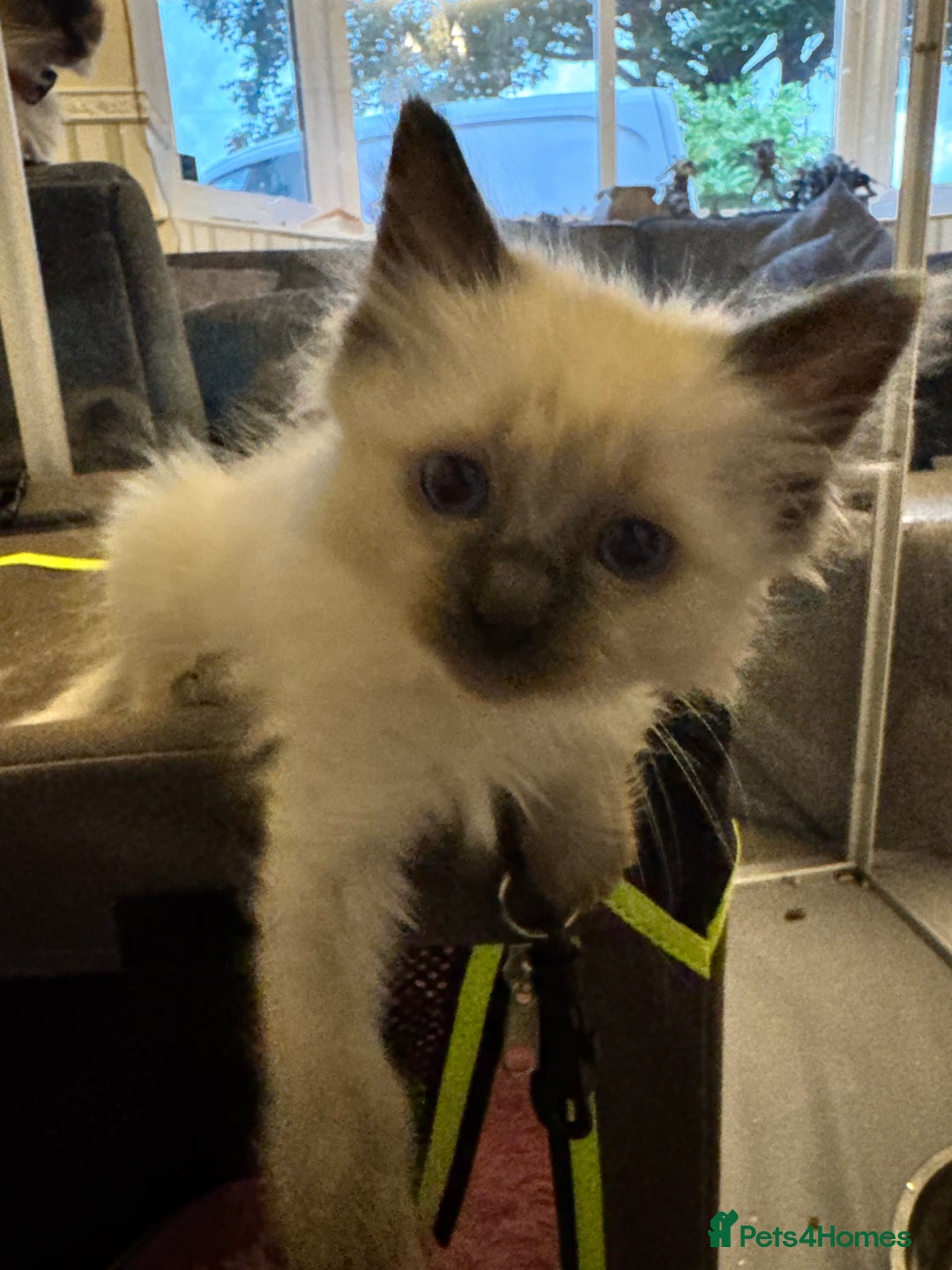Ragdoll cats for sale: Sapphire's Ragdolls - Image 30