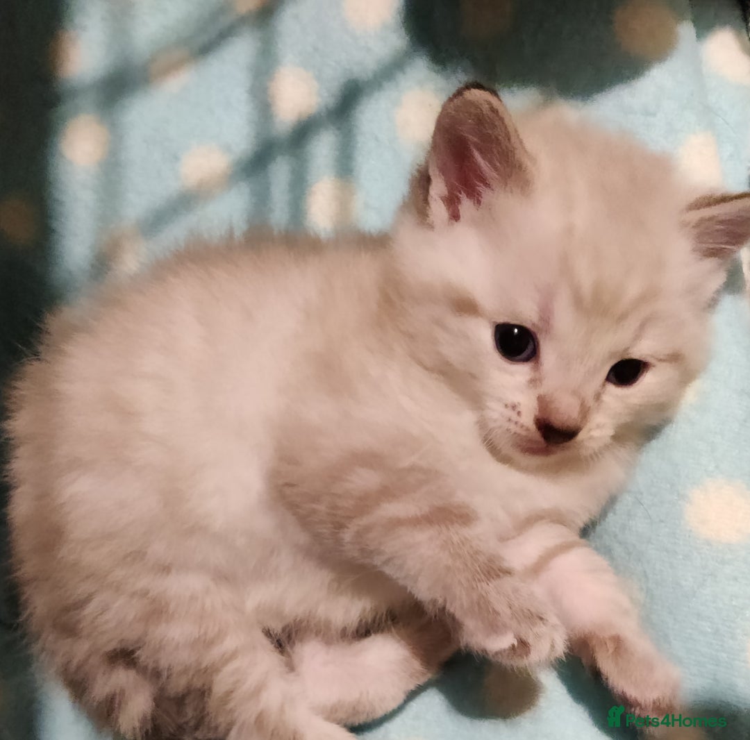 Russian Blue cats for sale: Gorgeous Russian Blue kittens 4 weeks  - Advert 1