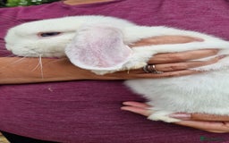Mini Lop rabbits for sale: White, Blue eyed Mini lop Buck - Image 6