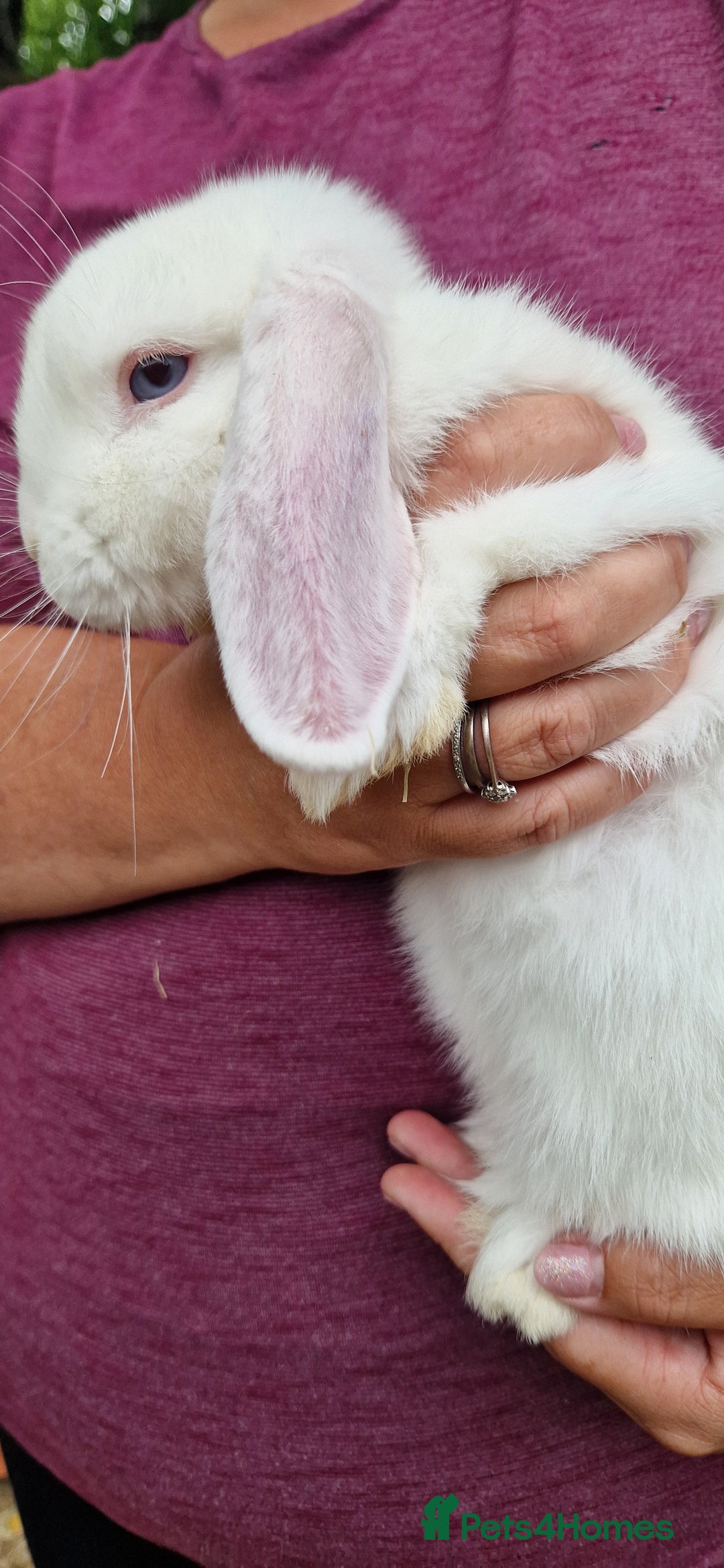 Mini Lop rabbits for sale: White, Blue eyed Mini lop Buck - Image 6
