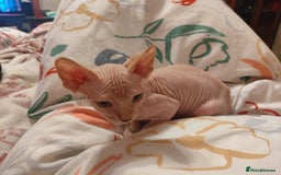 Sphynx cats for sale: Sphinx kitten for sale - Image 5