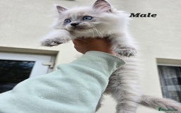 Ragdoll cats for sale: 🐾 Adorable Kittens Ready for Their Forever Homes! - Image 7