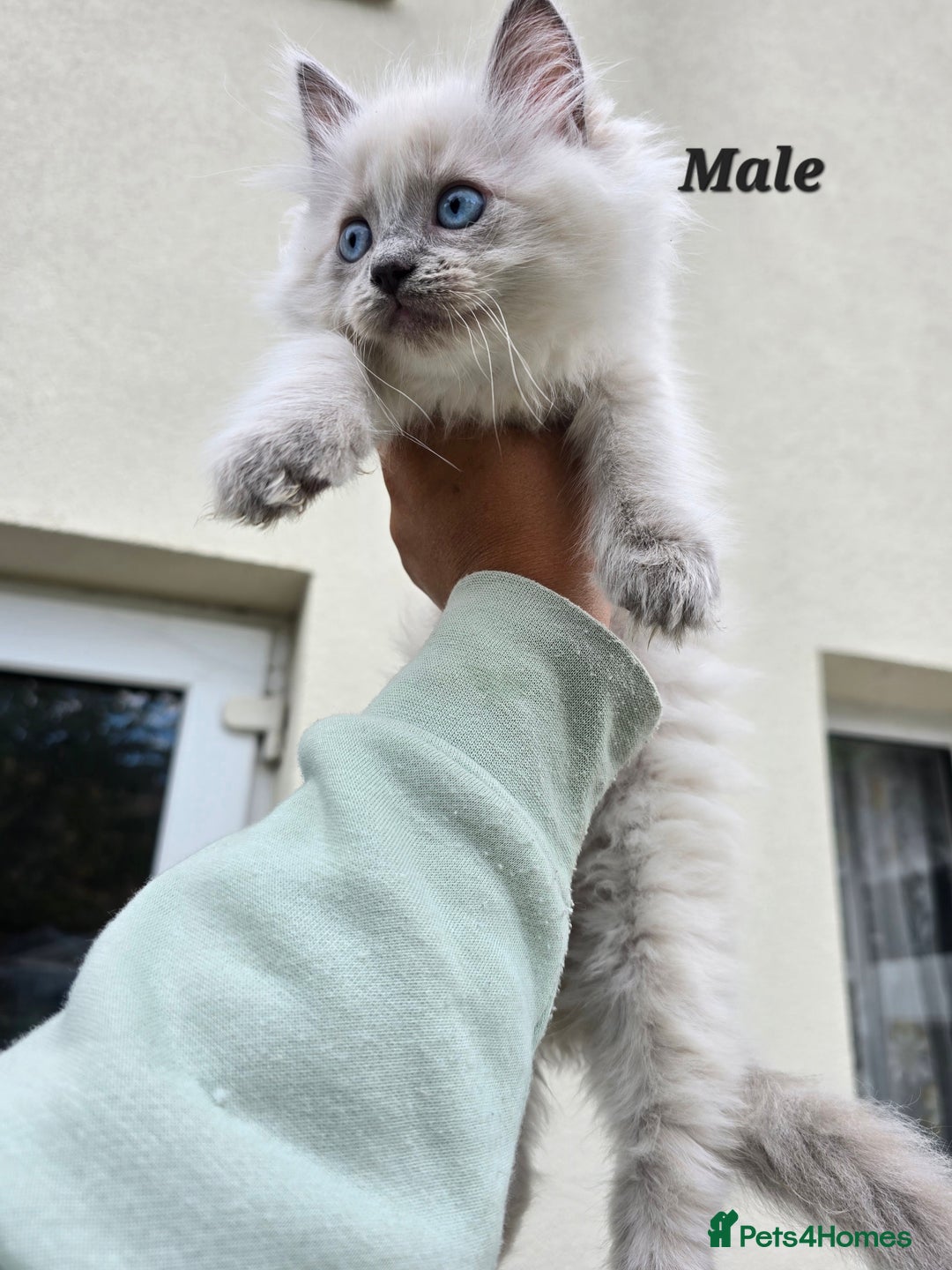 Ragdoll cats for sale: 🐾 Adorable Kittens Ready for Their Forever Homes! - Image 7