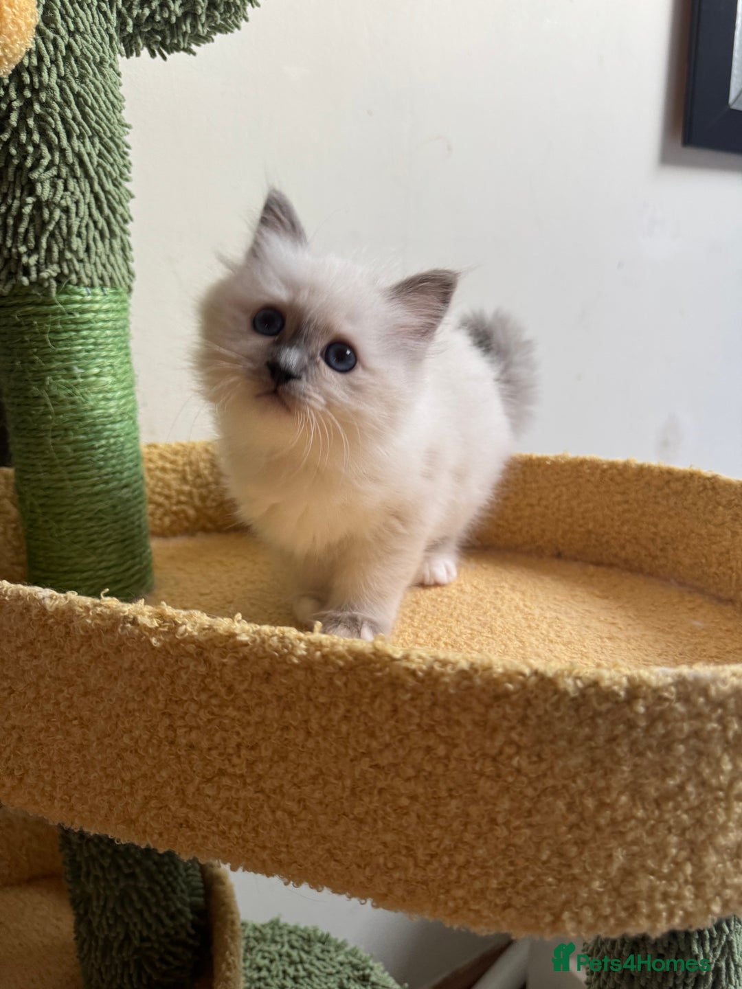 Birman cats for sale: Blue point female kitten for sale  - Image 8