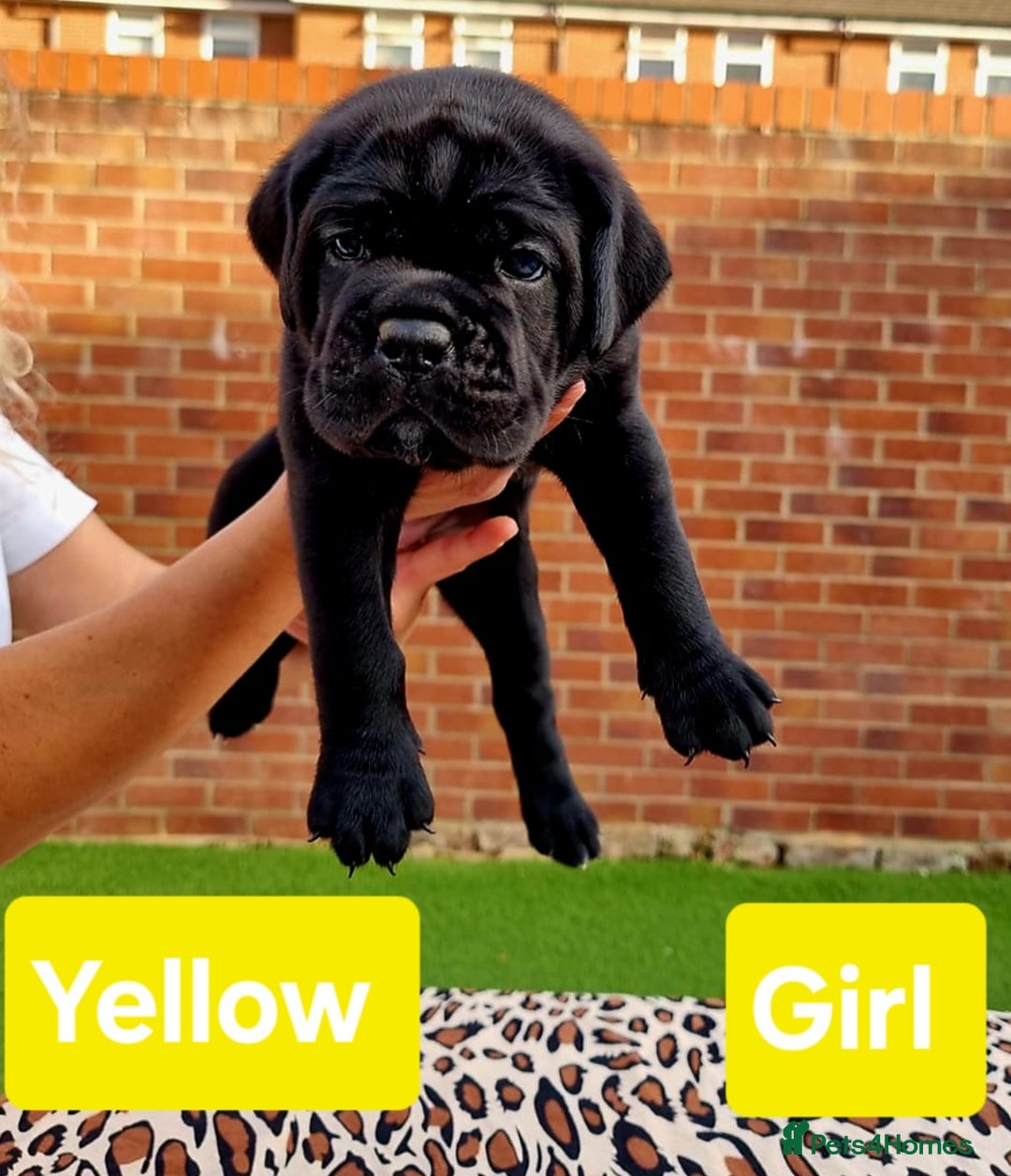 Cane Corso dogs for sale: Pedigree Cane Corso Puppies  - Image 16
