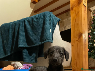 Mixed Breed dogs F1 Whippet x Bedlington terrier - 2 BOYS LEFT - Advert 4
