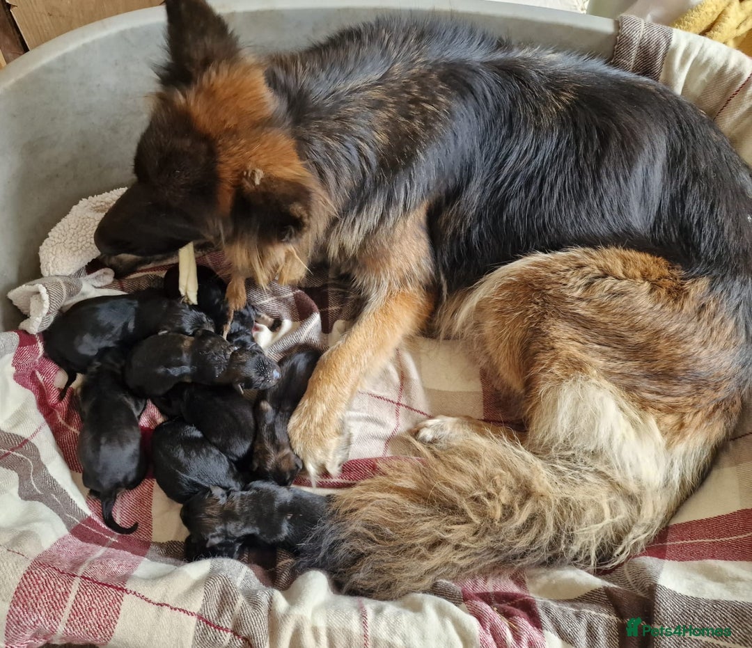 German Shepherd dogs for sale: Long-Haired Straight Back German Shepherd Puppies - Image 1