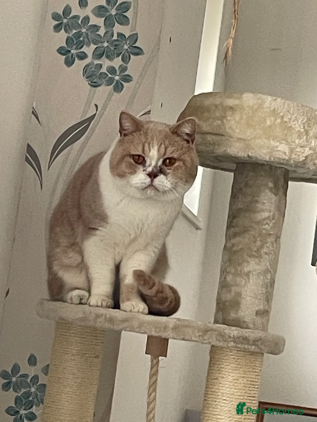 British Shorthair cats for stud: Harry for stud  in Folkestone - Advert 2