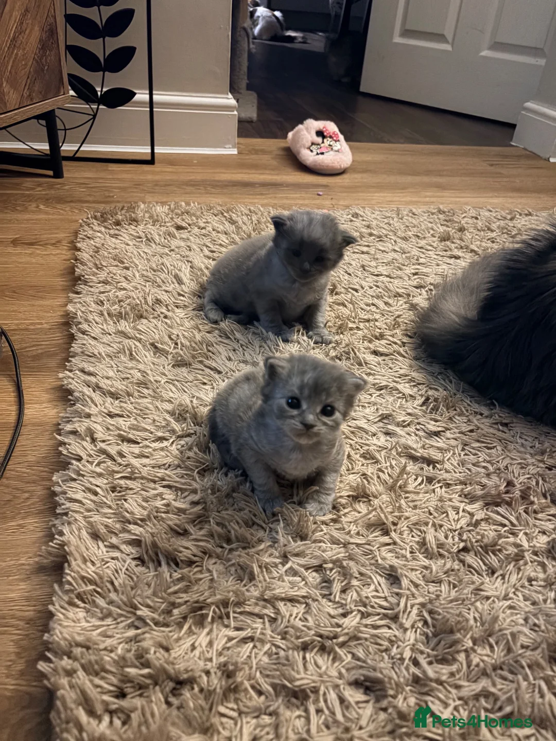 Maine Coon cats for sale: Half Maine coon female ~ ready to leave - Advert 11