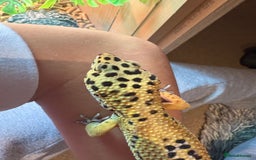 Leopard Gecko reptiles for sale: Male leopard gecko  - Advert 7