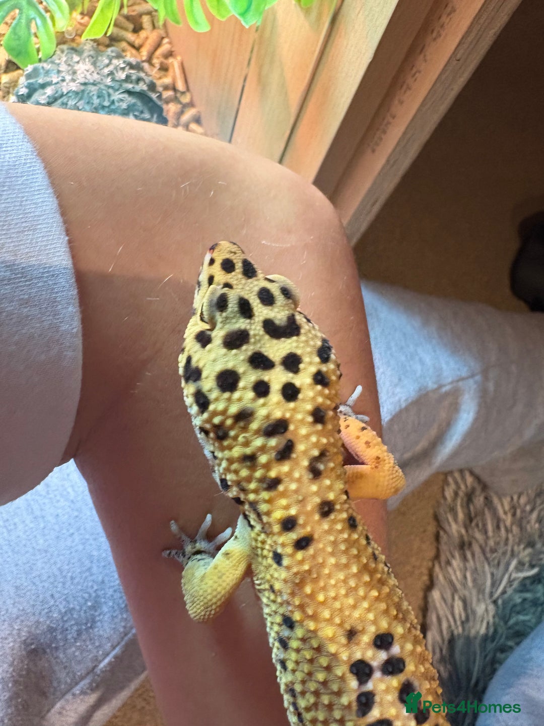 Leopard Gecko reptiles for sale: Male leopard gecko  - Advert 7