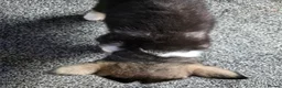 Huskita dogs for sale: huskita/siberian husky puppies - Advert 9