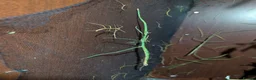 Mixed Breed invertebrates for sale: Mantis, stick insects, assassin bugs, grasshoppers - Advert 10