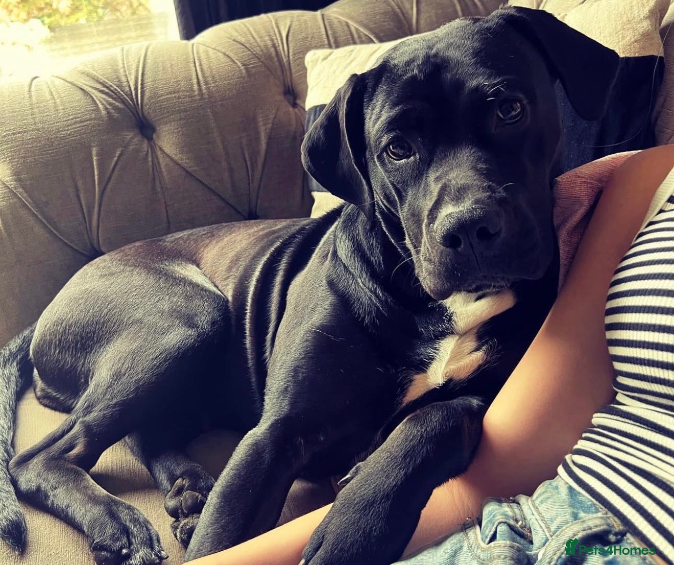 Cane Corso dogs Roxy- 4 year old Female.  - Advert 1
