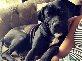 Cane Corso dogs Roxy- 4 year old Female. - Advert 2