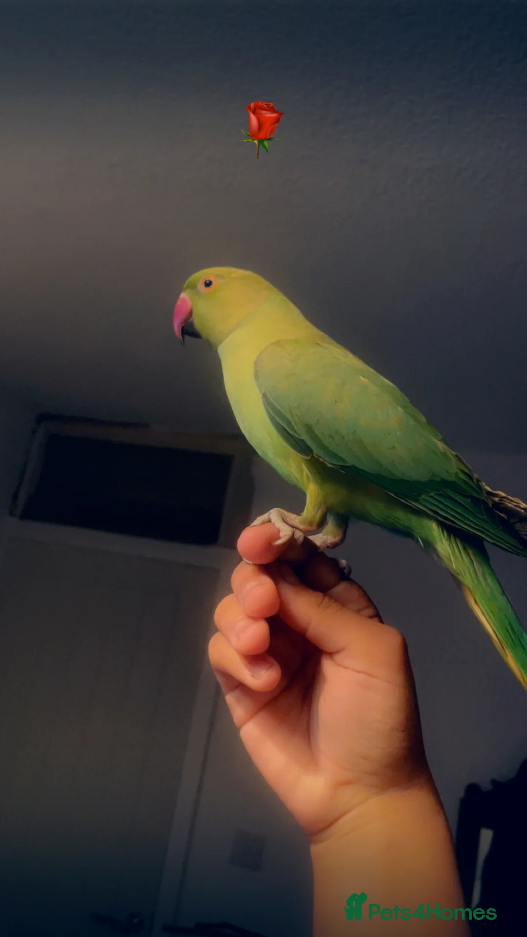 Ringnecks birds for sale: 2 Indian ringnecks in Wolverhampton - Advert 4