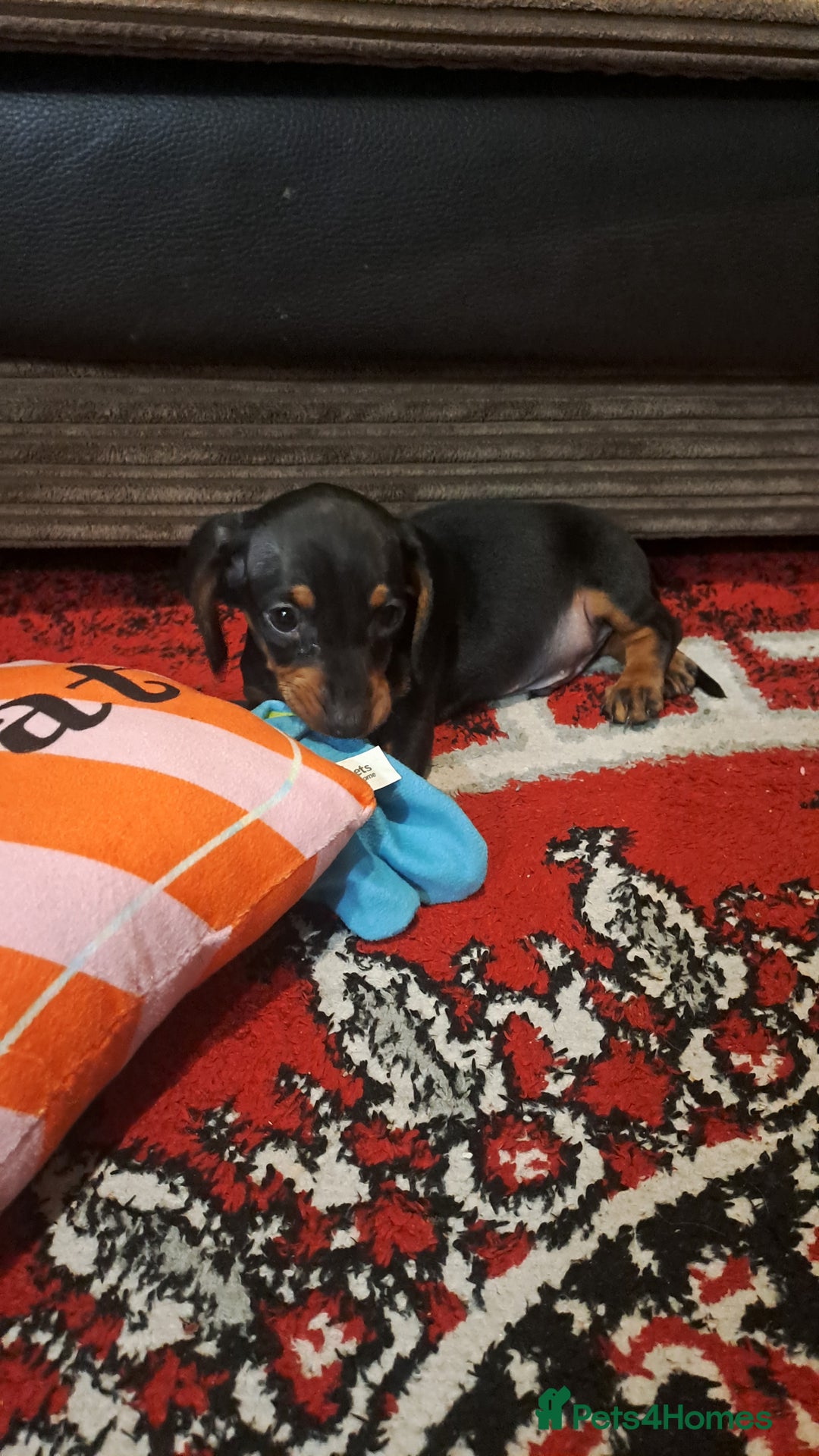 Dachshund dogs for sale: Stunning dachshund boy puppies - Advert 2