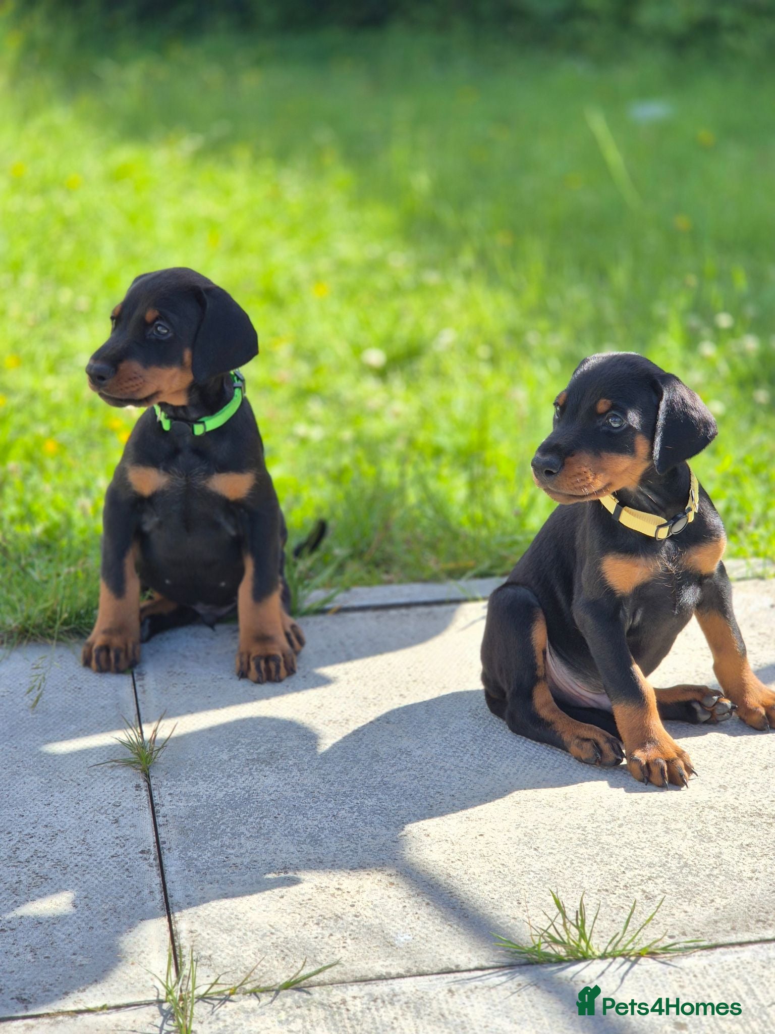 Dobermann dogs ⭐️⭐️⭐️⭐️⭐️ KC Reg European Dobermann puppies.  - Advert 3