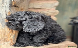 Mini Goldendoodle dogs for sale: Stunning mini F1bb Goldendoodles - Image 4
