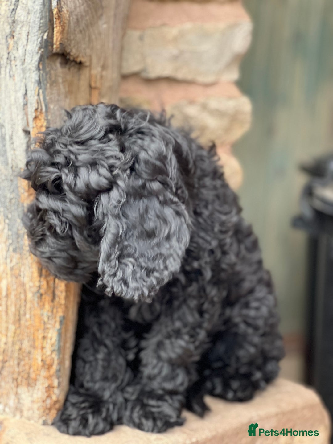 Mini Goldendoodle dogs for sale: Stunning mini F1bb Goldendoodles - Image 4
