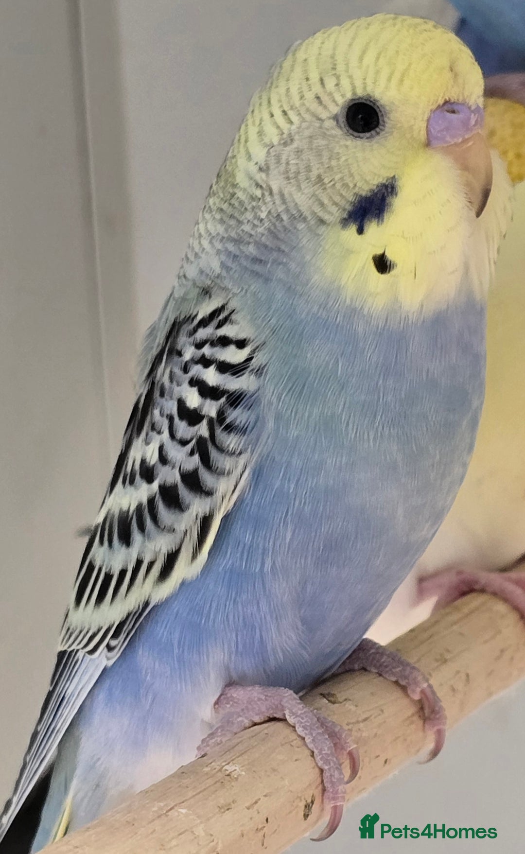 Budgerigars birds for sale: Beautiful Baby Budgies Ready now!!! - Image 9