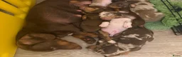 Miniature Dachshund dogs for sale: Minature Dachshund Puppies  in Norwich - Advert 2