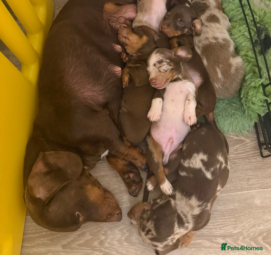 Miniature Dachshund dogs for sale: Minature Dachshund Puppies  in Norwich - Advert 2