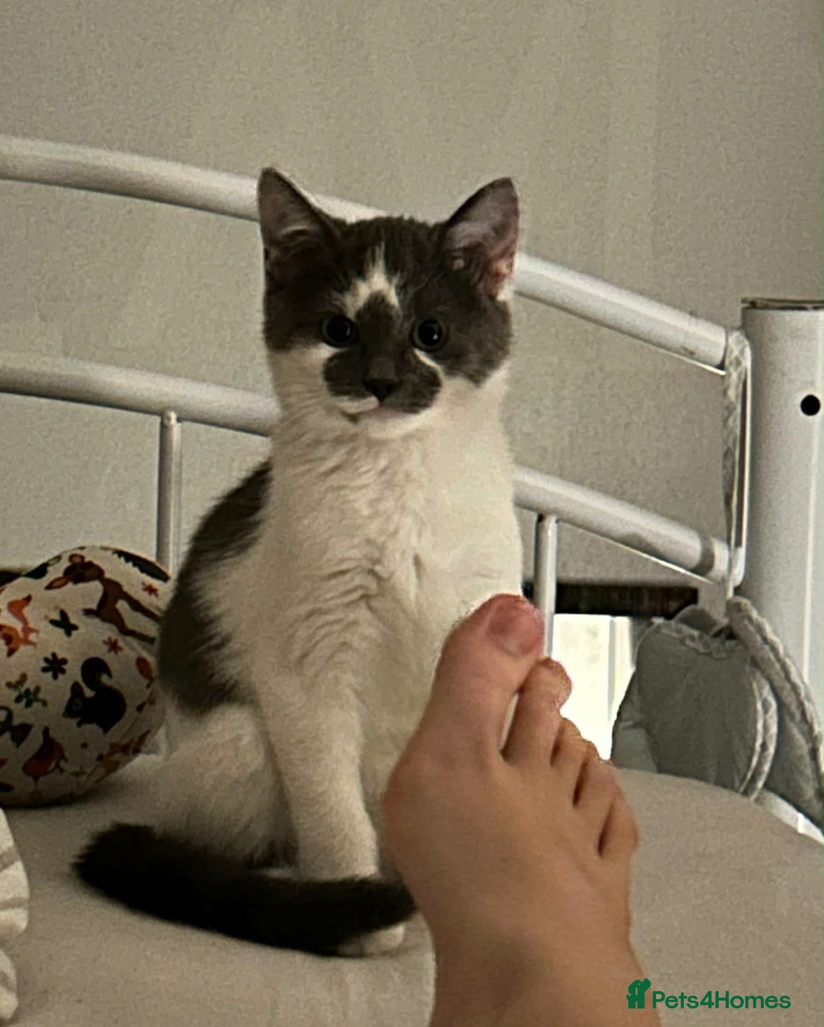 Mixed Breed cats Grey n white kitten  - Advert 1