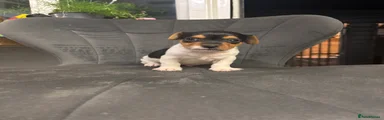 Skip