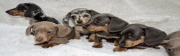 Dachshund dogs for sale: Dachshund Puppies  in Guildford - Advert 12
