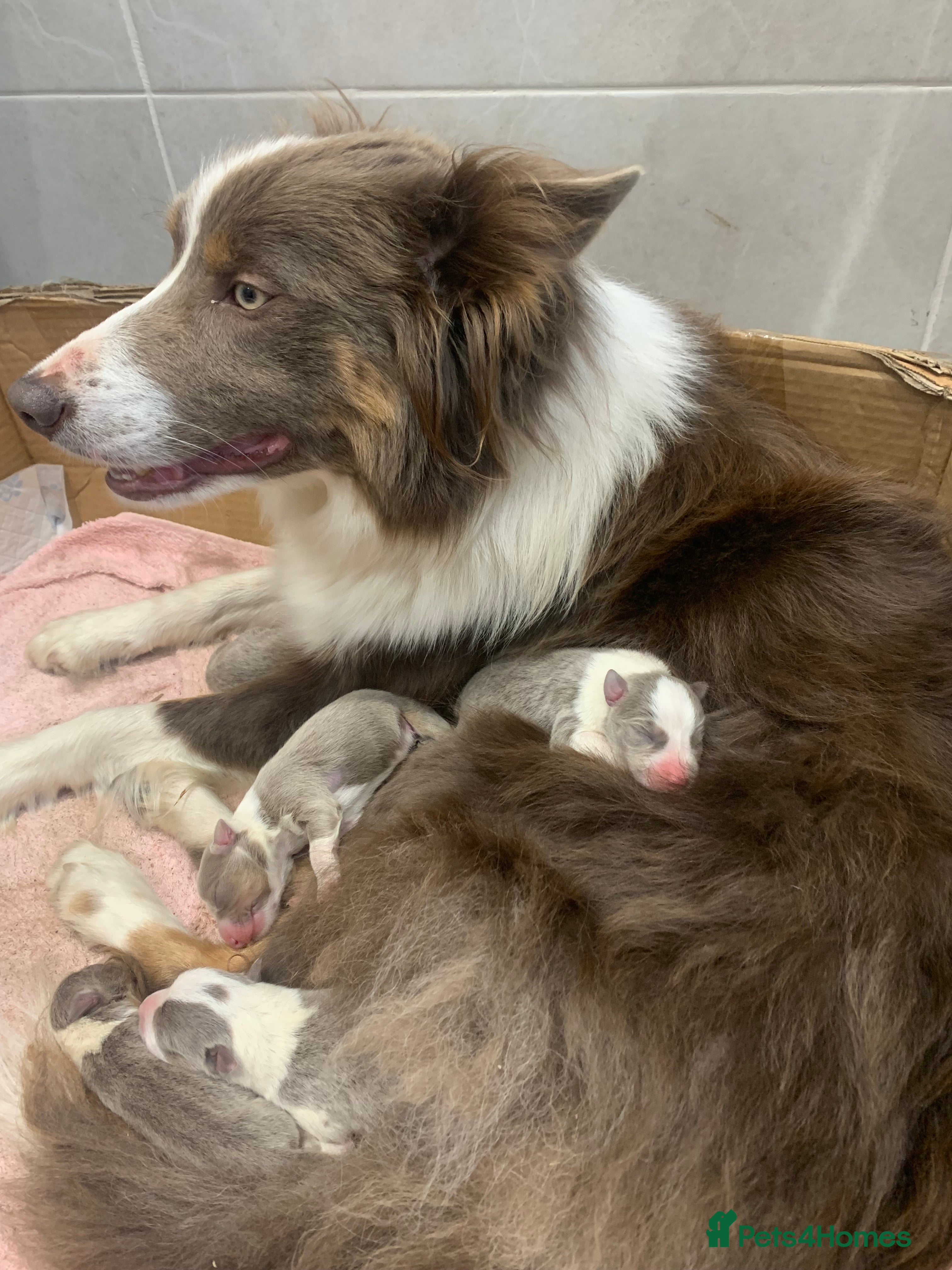 Border Collie dogs Lilac border collie puppy - Advert 15