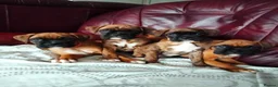 Boxer dogs for sale: Gorgeous Boxer Puppies Available... - Advert 4