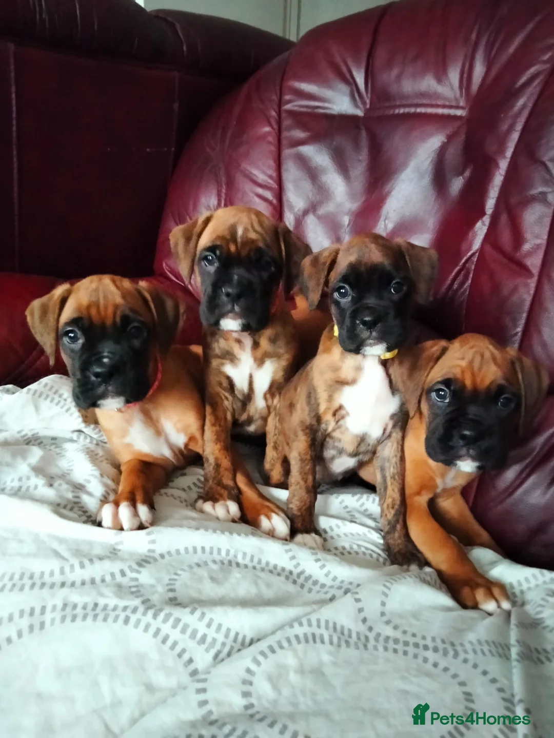 Boxer dogs for sale: Gorgeous Boxer Puppies Available... - Advert 4