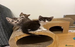 British Shorthair cats for sale: Beautiful half BSH Kittens  - Image 26